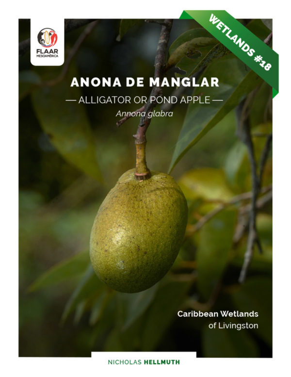 Anonna-glabra-Anona-de-Manglra-Alligator-Pond-Apple-Livingston-PDF-FLAAR-March-2022-NH-english-HG-cover