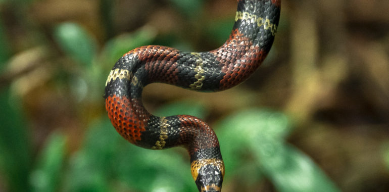 Snakes from the lowlands of northern Guatemala