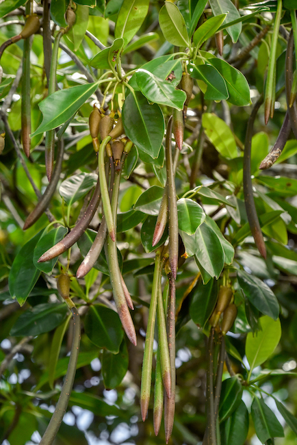 Red mangrove - Rhizophora mangle