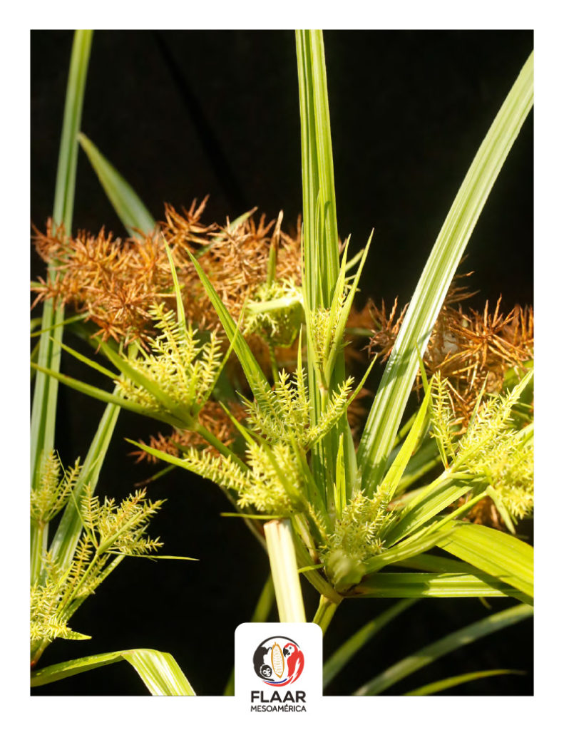 Yellow Nutsedge, Cyperus esculentus FLAAR MESOAMERICA