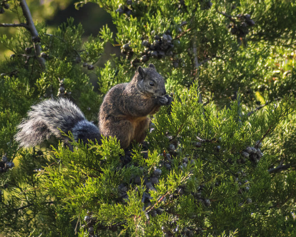 Guatemalan Squirrels - FLAAR MESOAMERICA