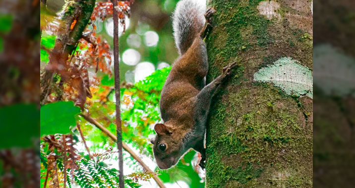 Guatemalan Squirrels