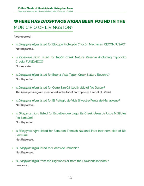 Livingston-project-Diospyros-nigra-Zapote-negro-edible-plants-of-wetlands-nov-2022-NH-CR .3
