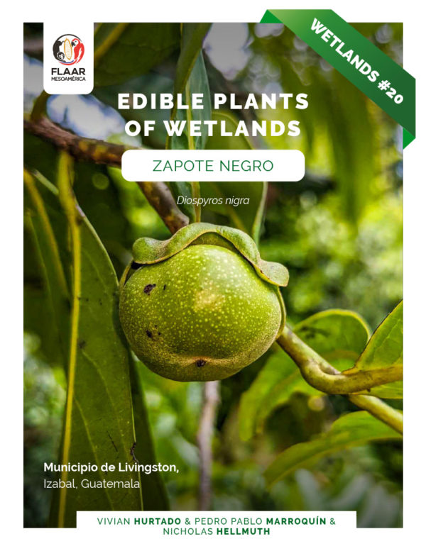 Livingston-project-Diospyros-nigra-Zapote-negro-edible-plants-of-wetlands-nov-2022-NH-CR -cover