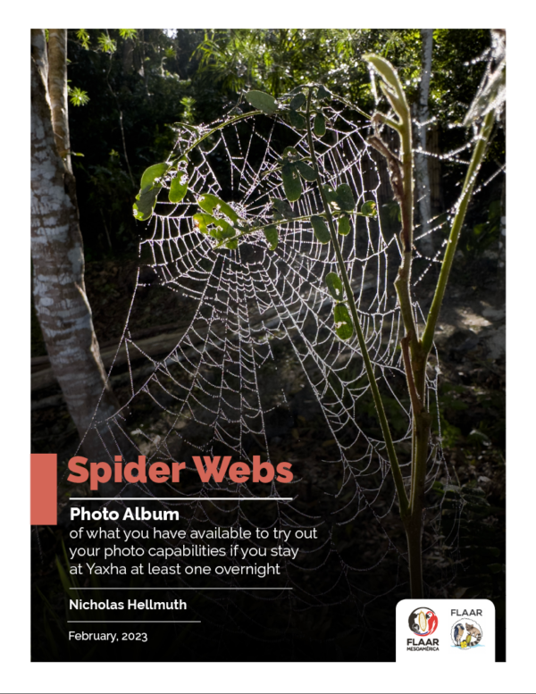 Yaxha-spider-webs-Ecolodge-El-Sombrero-Lake-Yaxha-Jan-24-2023-NH-DA-cover