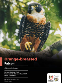 CoverPreview-Falco-deiroleucus-orange-breasted