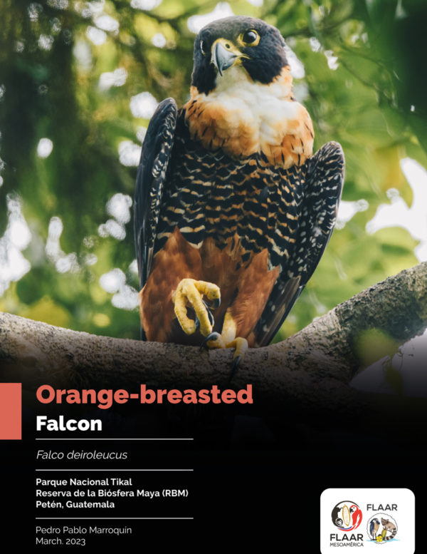 CoverPreview-Falco-deiroleucus-orange-breasted