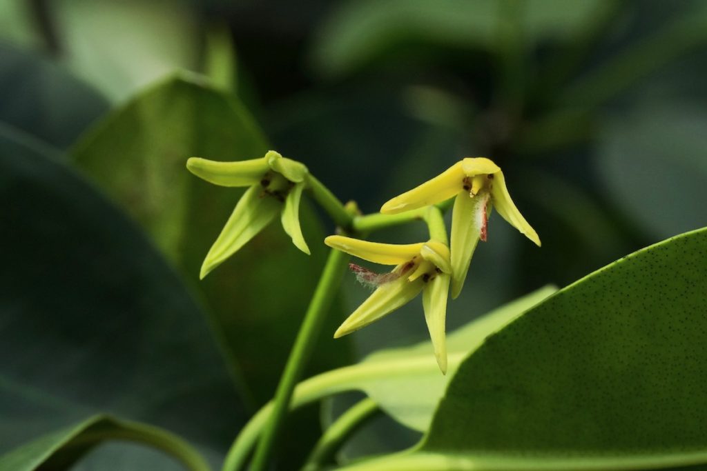 RBM-Rio-San-Pedro-Rhizophora-mangle-flowers-Mar-1-2023-DA