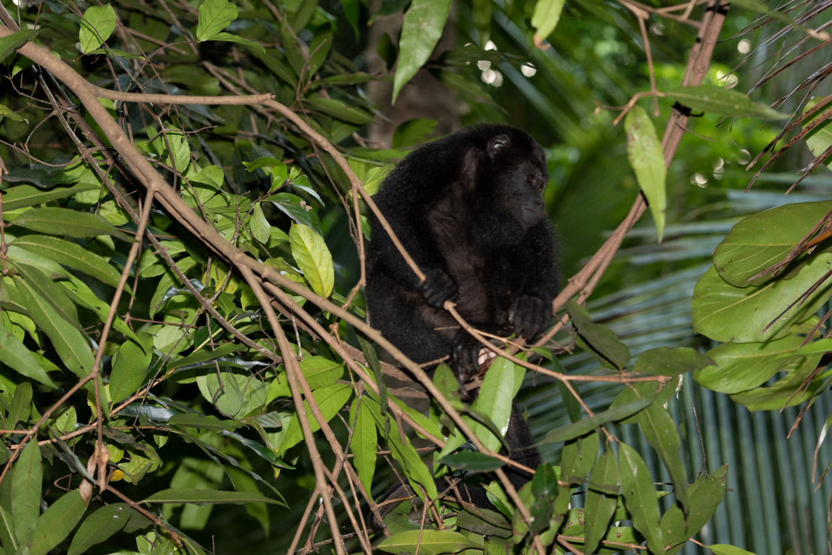 howler-monkey-WETLANDS