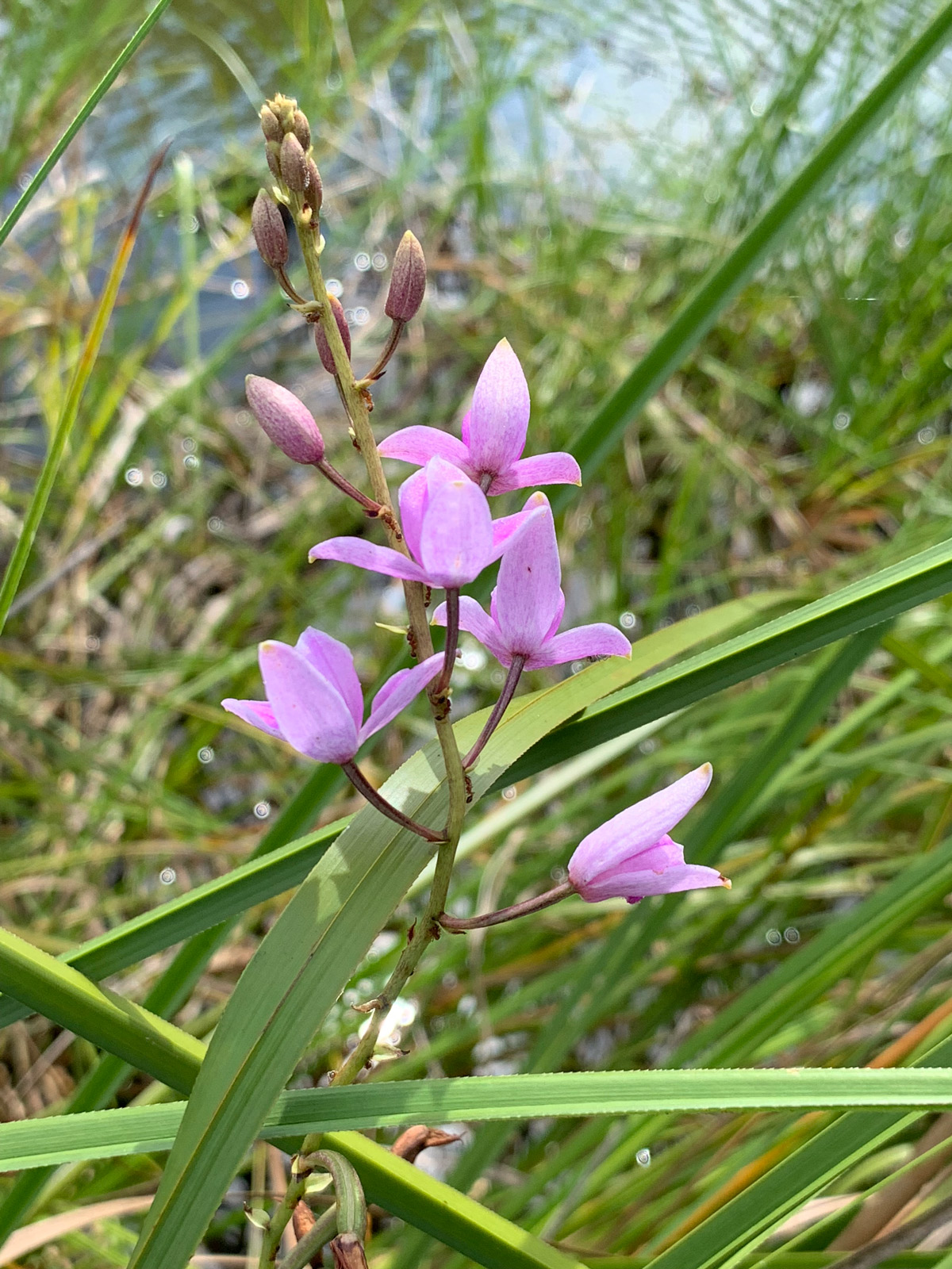 water-orchid-WETLANDS