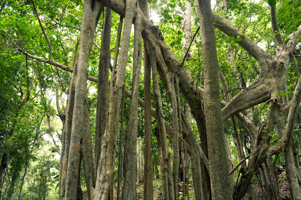 Ficus-species-Topoxte-Island-Sony-a1-DSC08883-Jul-2022-EW-ed-for-web-SJ