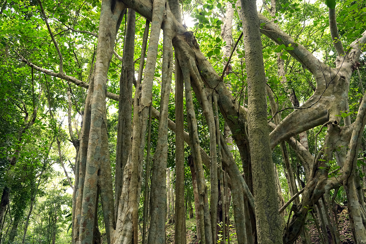 Trees to admire today, the international day for the preservation of ...