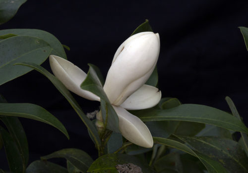 Magnolia-mayae-Huehuetenango-2014-NH-ed-for-web-SJ