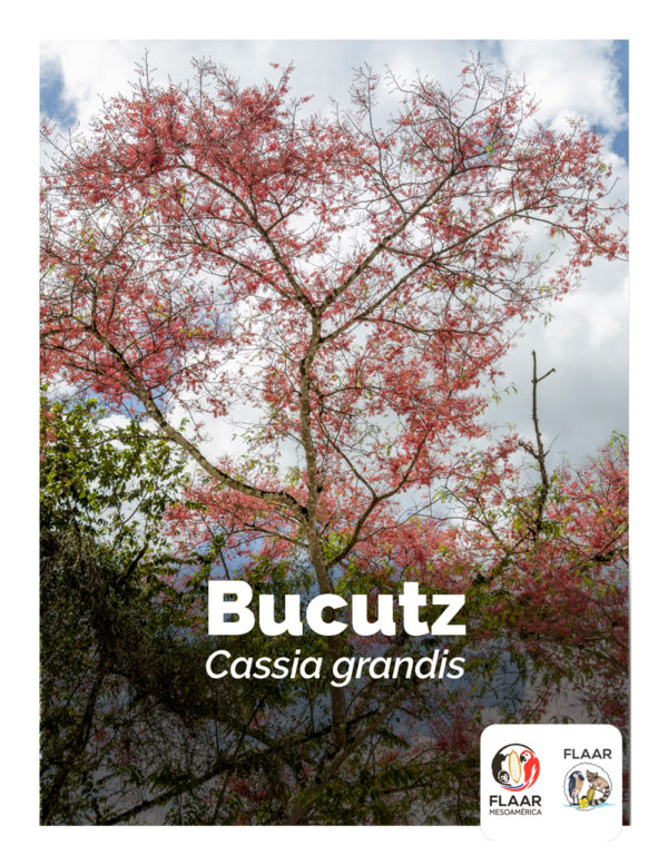 Medicinal-Plant Native-to-the-Reserva-de-la-Biosfera-Maya-RBM-Cassia grandis-Bucutz-FLAAR-Report-NH-Apr-2023-cover