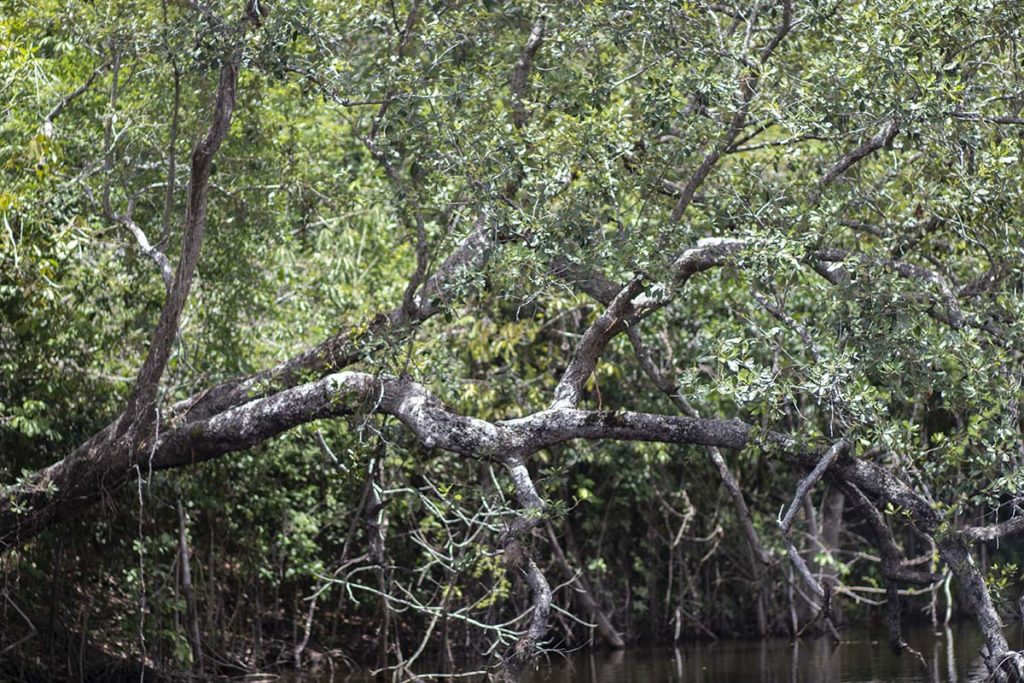 Quercus-oleoides-PNLT-Rio-Sacluc-IMG_1673-Aug-2021-AB-ed-for-web-SJ-