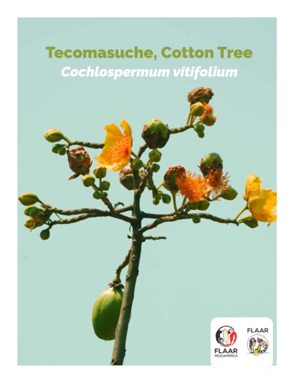 CoverPreview-PNLT-RBM-Cochlospermum-vitifolium-Tecomasuchee
