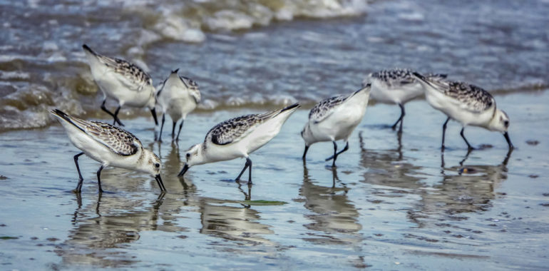 Fascinating and the greatest travelers: meet the shorebirds!
