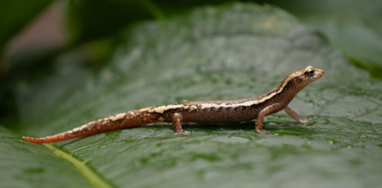 Cobán Climbing Salamander: An Example of How Genetic Differentiation Affect a Species’ Populations