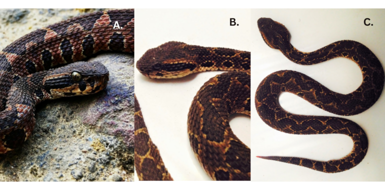 “Mano de Piedra” Snake Venom: A Fascinating Journey through Its Toxicity and Changes Throughout Its Life