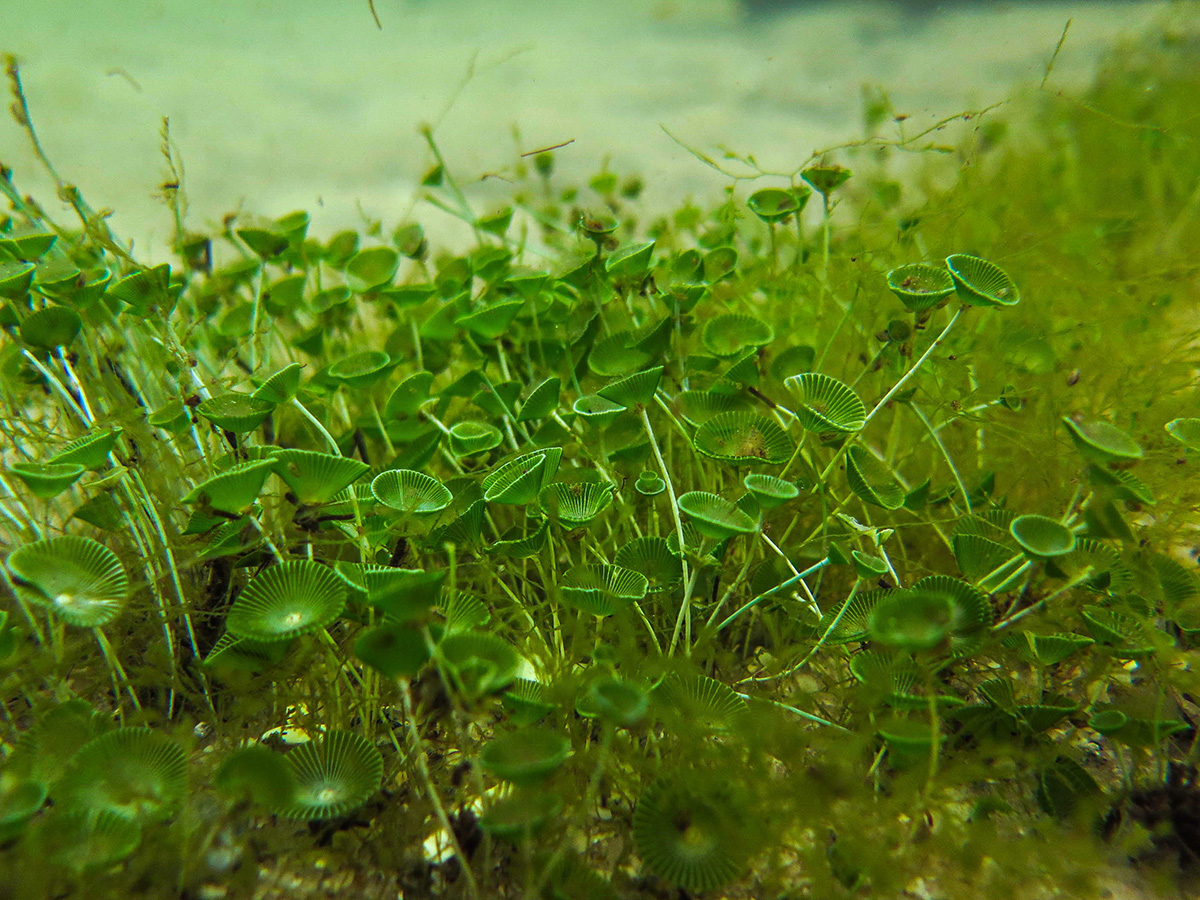 Acetabularia sp., Green Algae. Aldea Buena Vista, Morales, Izabal. Photograph by: Victor Mendoza.
