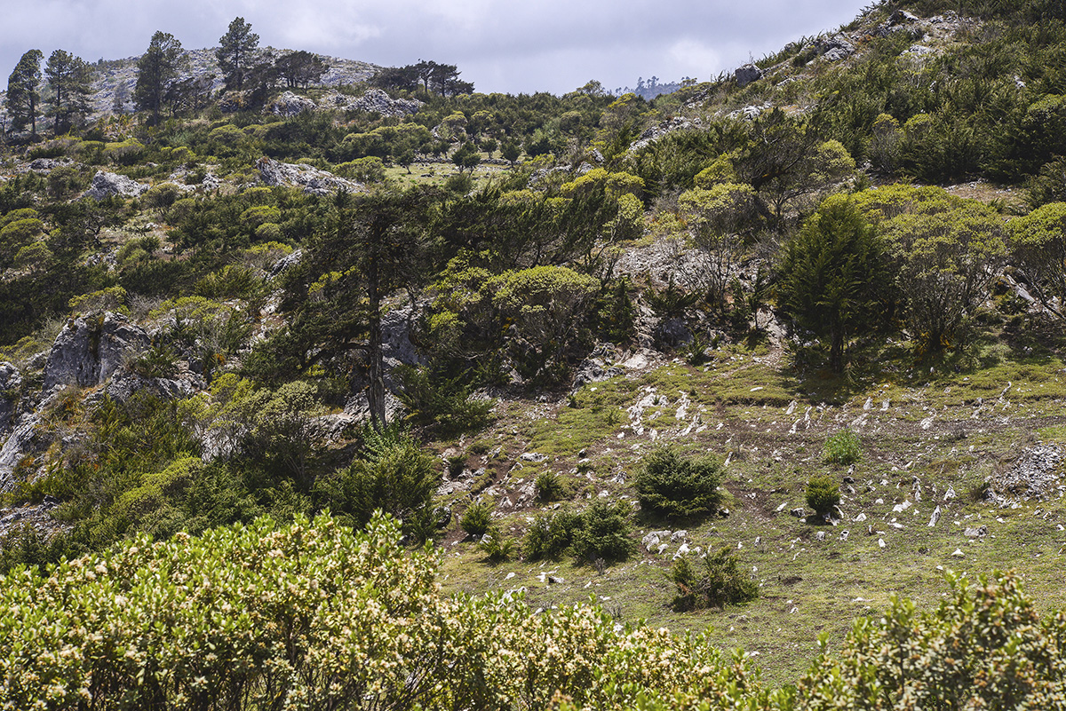 Pine landscape. CN9 km. 299 road to Sacapulas. Photograph by: ,2015. 