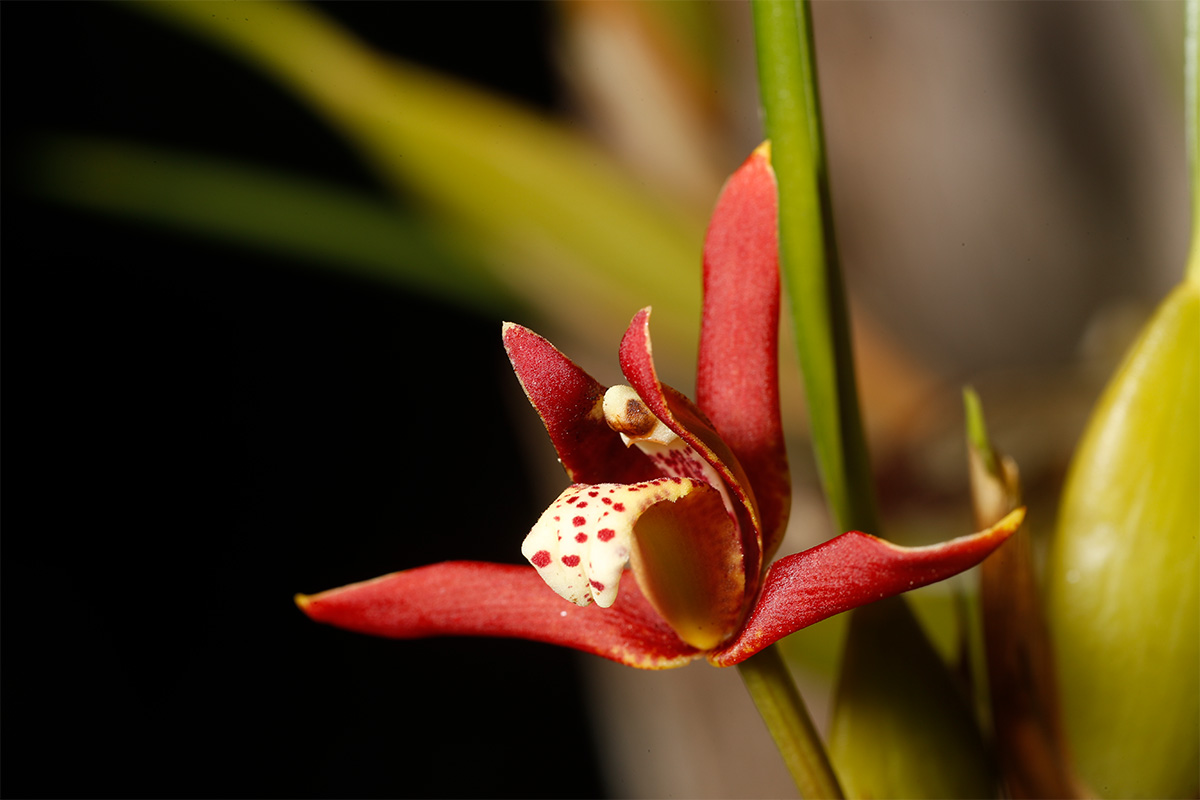 Coconut-pie-orchid-Maxillaria-tenuifolia-erick-flores-hotel-el-sombrero-yaxha-peten