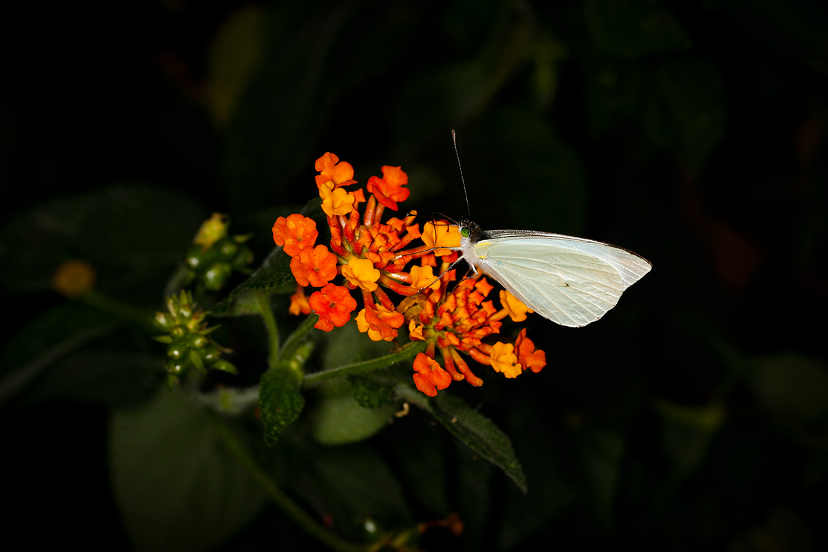 Leptophobia-aripa-butterfly-pollinating-Lantana-camara-flowers-erick-flores-flaar-mesoamerica-garden