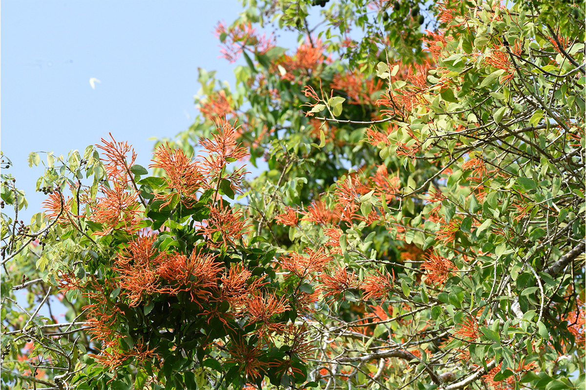 Psittacanthus-sp-parasitizing-a-tree-nicholas-hellmuth-Road-Sacbe-Yaxha-Nakum-and-Naranjo-National-Park-Peten-guatemala-flaar-mesoamerica