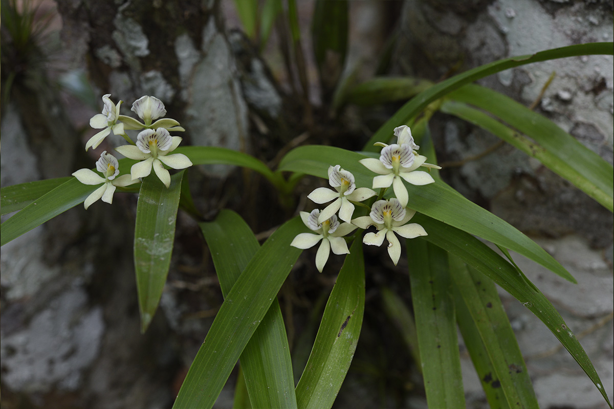 Tiny-Encyclia-radiata-orchids-nicholas-hellmuth-yaxha-nakum-naranjo-flaar-mesoamerica