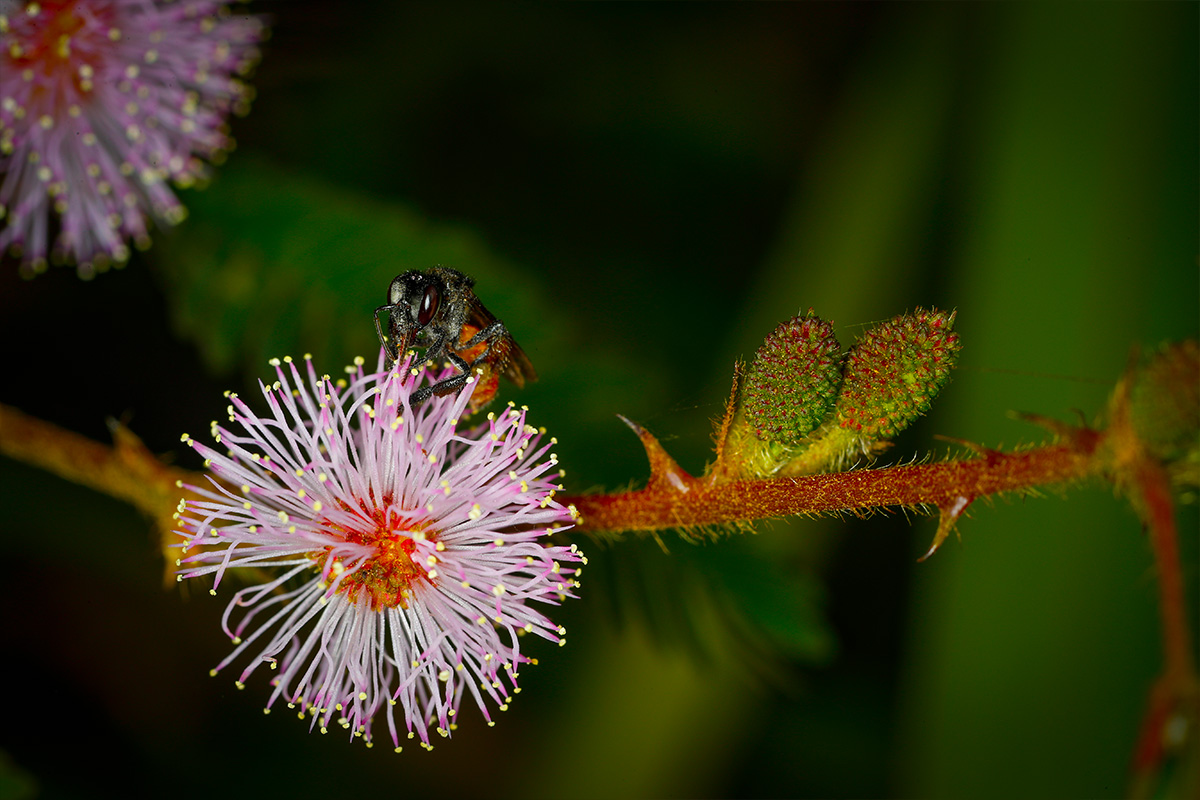 Trigona-fuscipennis-visiting-a-Mimosa-flower-erick-flores-rio-cahabon-alta-verapaz-guatemala-flaar-mesoamerica
