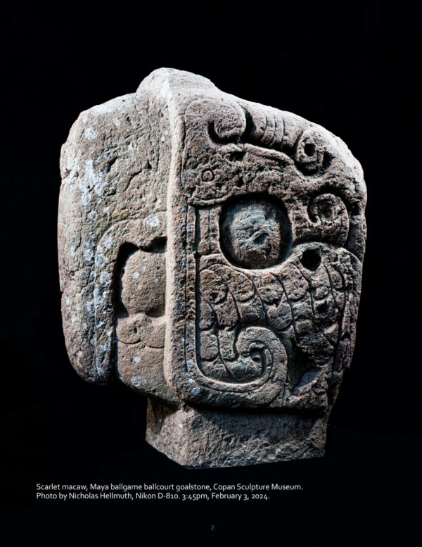 Copan-Macaw-goalstones-Copan-Sculpture-Museum-Feb-2024-NH