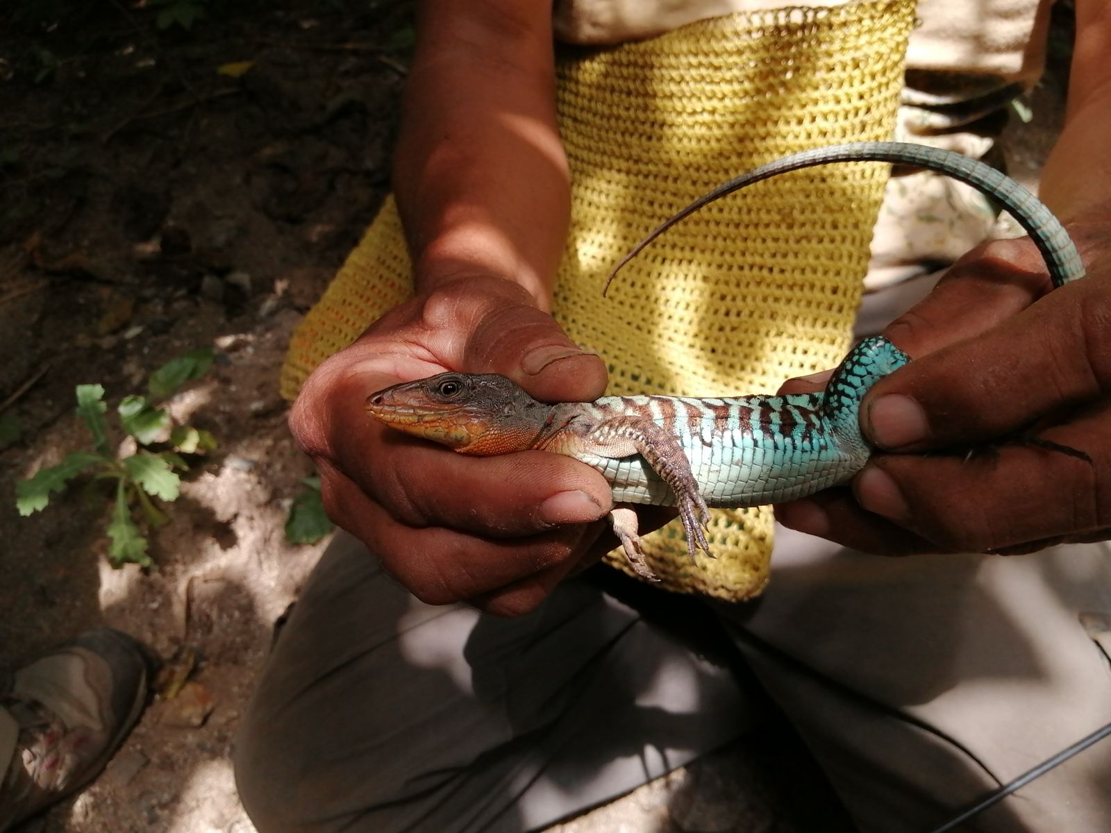 Unique-Aspidoscelis-motaguae-Lizard-of-Mesoamerica