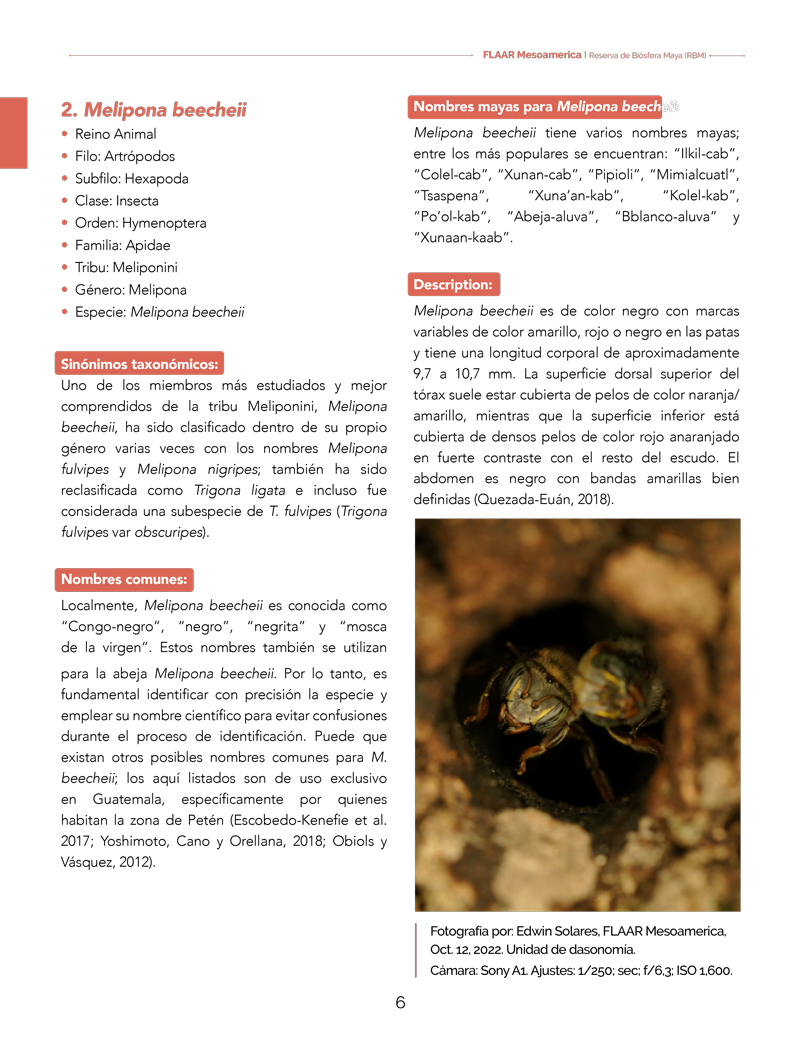 Abejas sin aguijón, Tetragonisca angustula, Trigona nigerrima,  Scaptotrigona mexicana, Melipona beechi Lestrimelitta sp., Trigona  fulviventris & Nannotrigona perilampoides - FLAAR MESOAMERICA