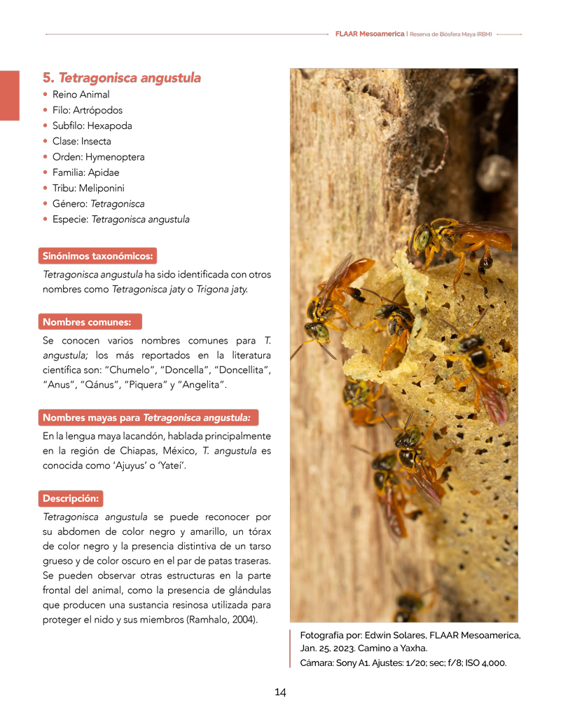 Abejas sin aguijón, Tetragonisca angustula, Trigona nigerrima,  Scaptotrigona mexicana, Melipona beechi Lestrimelitta sp., Trigona  fulviventris & Nannotrigona perilampoides - FLAAR MESOAMERICA