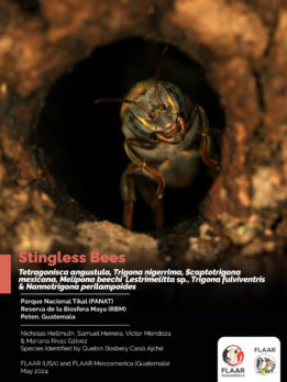 Stingless-Bees-Publicacion-abejas-2023-SHD-JG-1