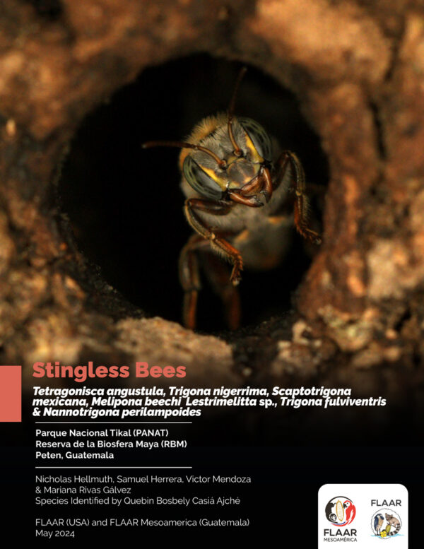 Stingless-Bees-Publicacion-abejas-2023-SHD-JG-1