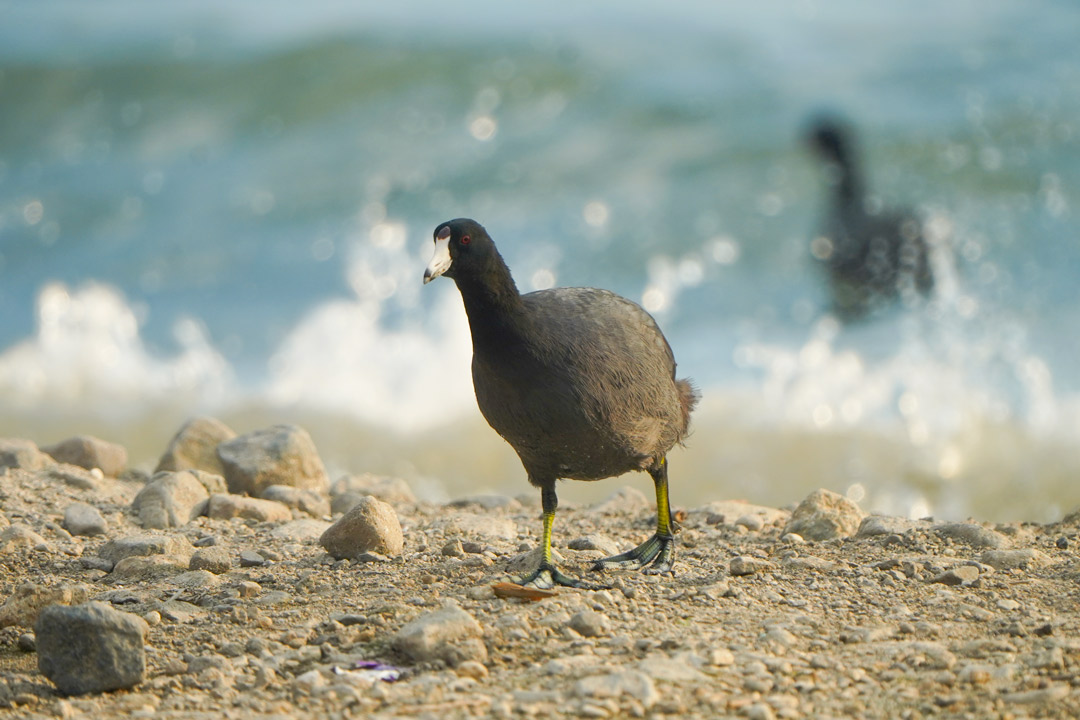 American-coot-Panajachel