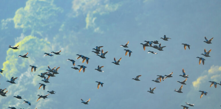 Documentation of Migratory Birds in Lake Atitlan, “The Most Beautiful Lake In The World” according to National Geographic