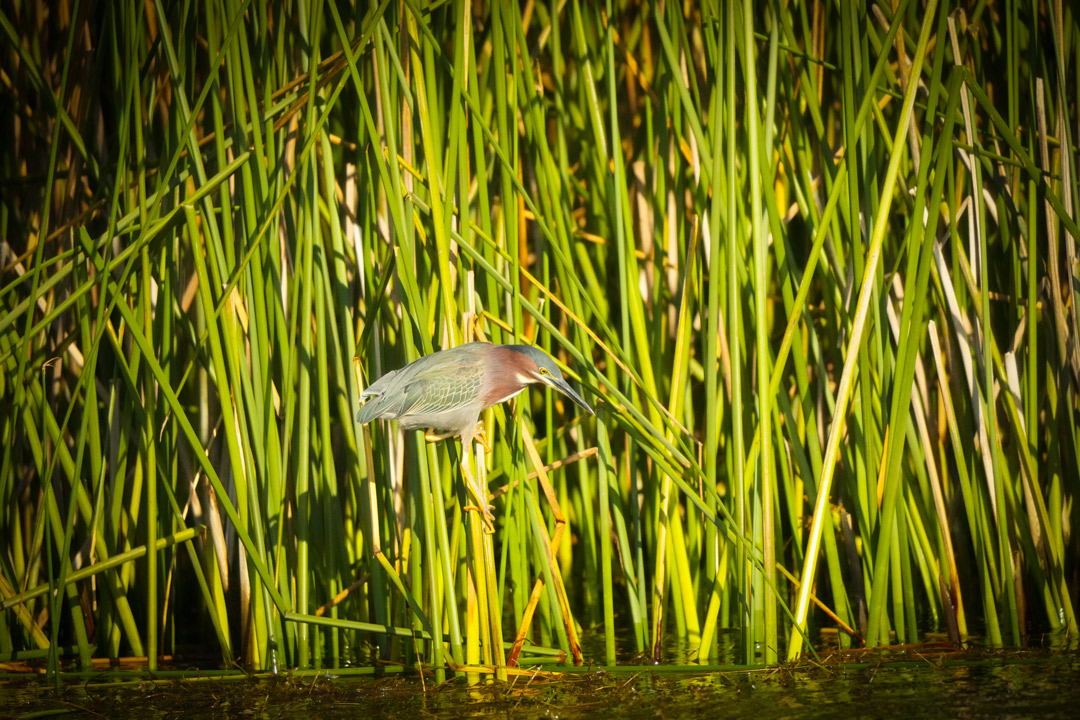 Green-heron-San-Marcos-La-Laguna