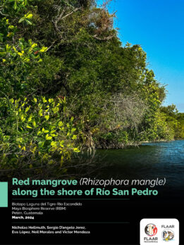 Manglares-Rhizophora-mangle-for-PDF-Rio-San-Pedro-2023-NH-1