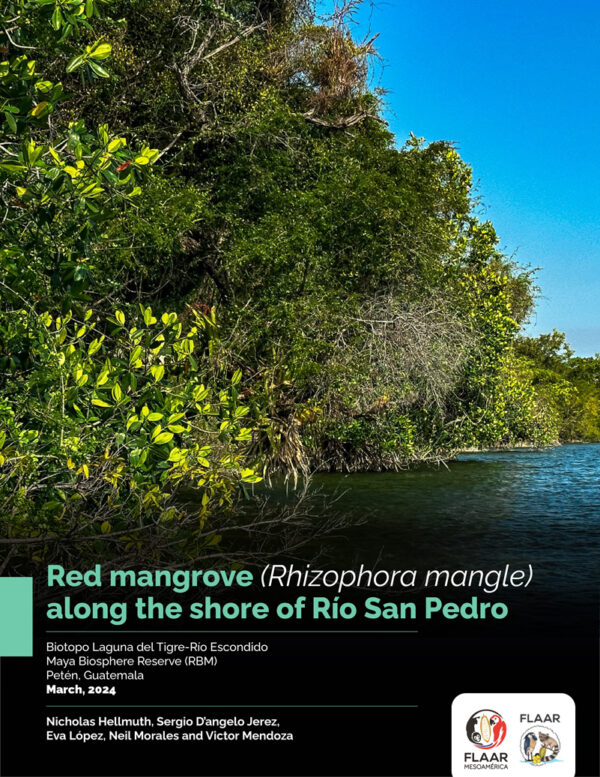 Manglares-Rhizophora-mangle-for-PDF-Rio-San-Pedro-2023-NH-1