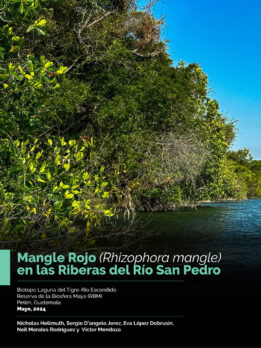 Manglares-Rhizophora-mangle-for-PDF-Rio-San-Pedro-2023-NH-traduccion-espanol-AC-1