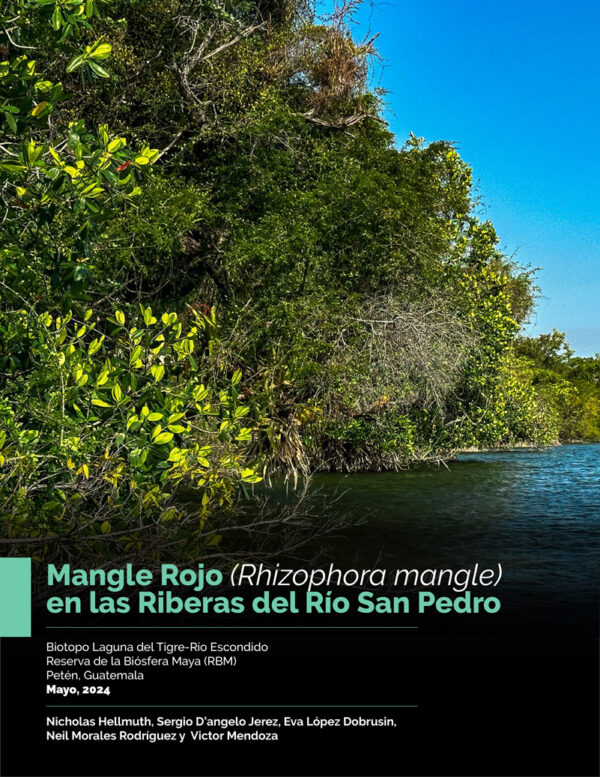 Manglares-Rhizophora-mangle-for-PDF-Rio-San-Pedro-2023-NH-traduccion-espanol-AC-1