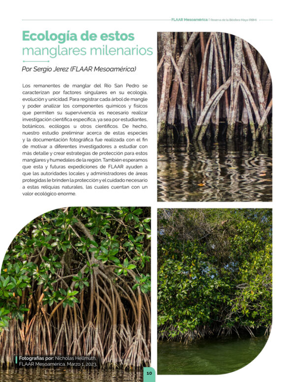 Manglares-Rhizophora-mangle-for-PDF-Rio-San-Pedro-2023-NH-traduccion-espanol-AC-10