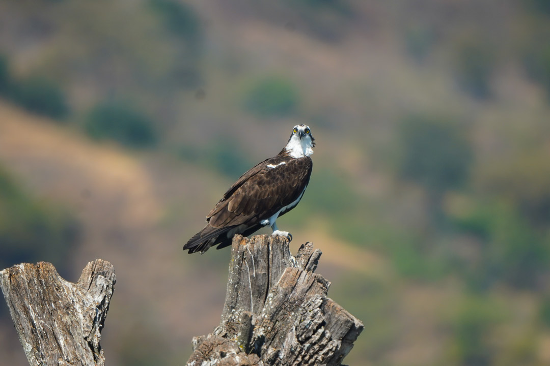 Osprey-La-Isla