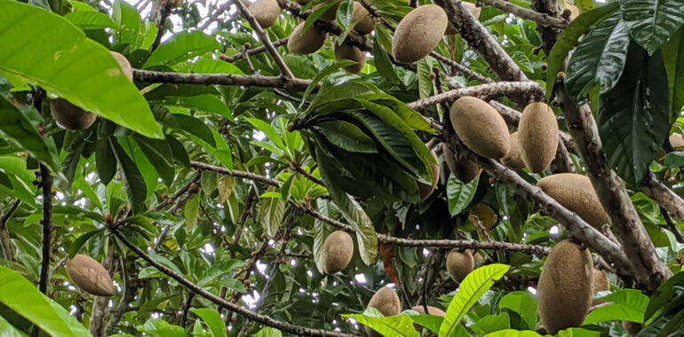 A delicious substitute of Cacao drink using Mamey Sapote seeds