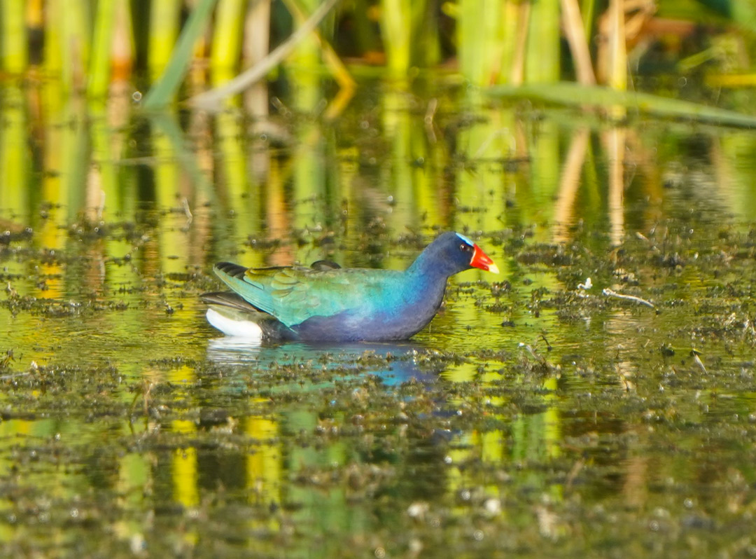 Purple-gallinule-Santiago