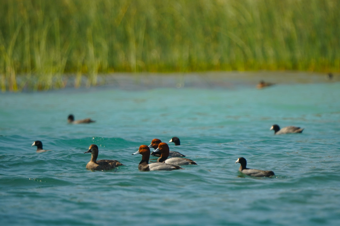 Read-head-duck-La-Isla