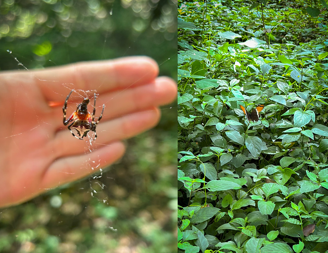 Arthropods-Parque-Nacional-Naciones-Unidas-Aug-27-2024-MR