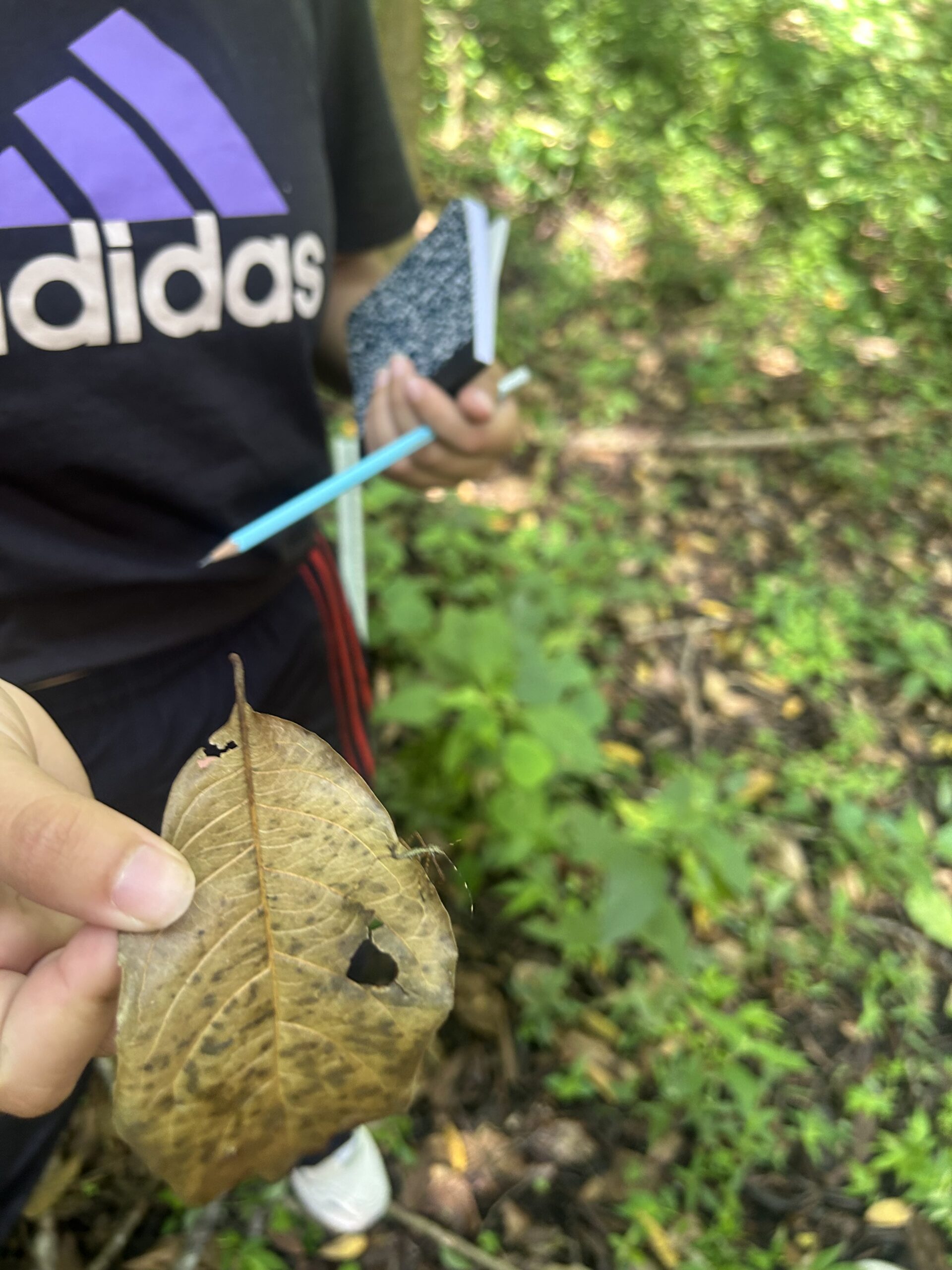 Nymph-found-at-Parque-Nacional-Naciones-Unidas-Aug-27-2024-MR